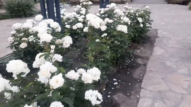 БЫЛИ В ЧАСТНОМ Д.САДУ И В ГОСУДАРСТВЕННОМ🌺КАКОЙ ВЫБЕРЕМ⁉️МЕЧЕТЬ,РОЗЫ ДЛЯ ПОДПИСЧИЦЫ ИРИНЫ♥️♥️♥️ смотреть онлайн