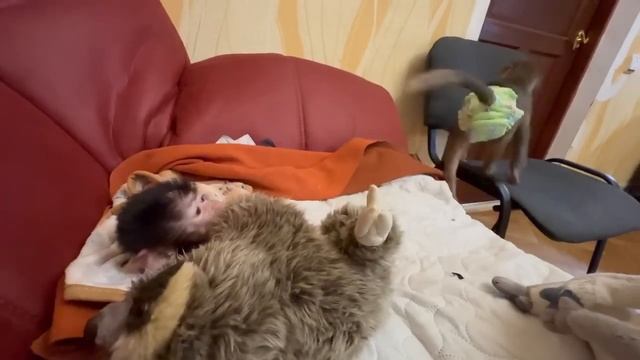 Люся от ревности согласна чтобы Степашка сидел ТОЛЬКО НА МНЕ, а Влад даже не смотрел на него! смотреть онлайн