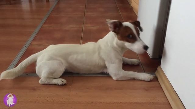 Что там спряталось? Смешной собака ЛОКИ БОБО ? 032 серия смотреть онлайн