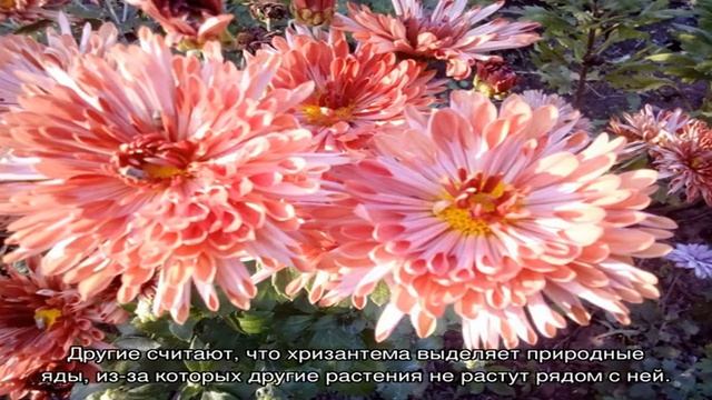 Особенности выращивания крупноцветковых хризантем смотреть онлайн