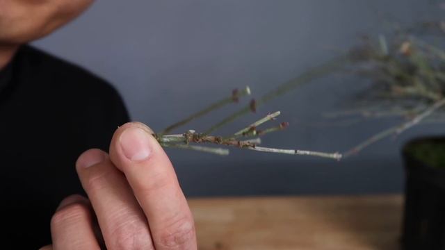 Pruning your Maple Bonsai - Nodes & Internodes смотреть онлайн