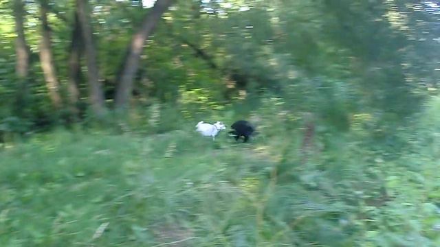 Собака Даяна бегает вовсю после реабилитации смотреть онлайн