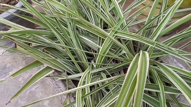 Spider Plant ( Chlorophytum comosum ) Propogation Hanging Plant Bloom Garden смотреть онлайн