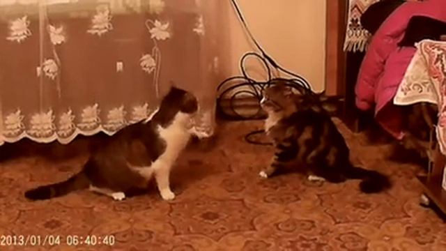 Кот сын достает свою мать смотреть онлайн
