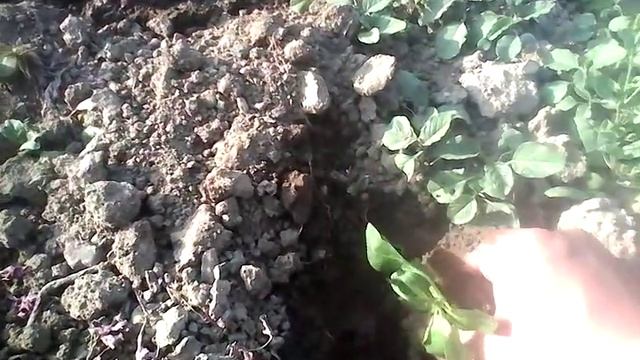 Как сажать болгарский перец смотреть онлайн