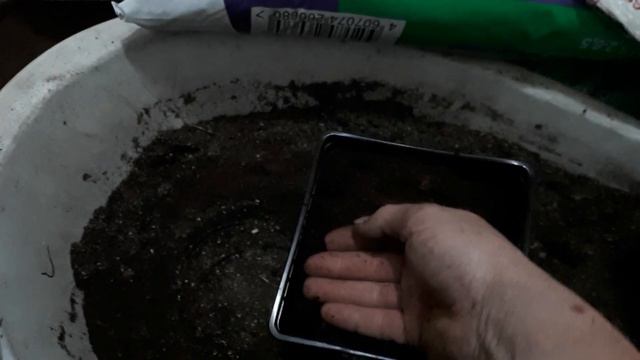 Высаживаем семена скрещенной ремонтантной малины. смотреть онлайн