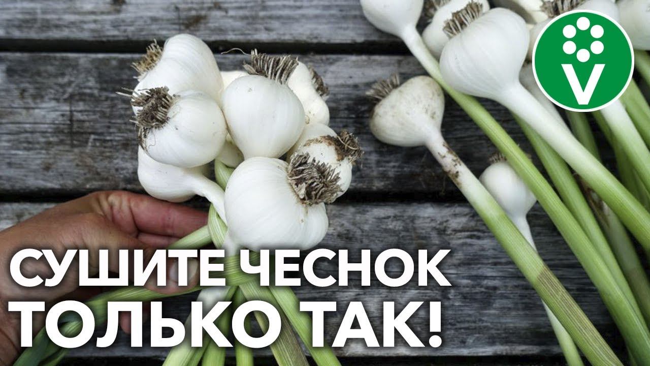 ВЕСЬ ЧЕСНОК СОХРАНИТСЯ ДО ВЕСНЫ, ЕСЛИ ВЫСУШИТЬ ТАК! Всё о сушке чеснока от выкопки до хранения! смотреть онлайн