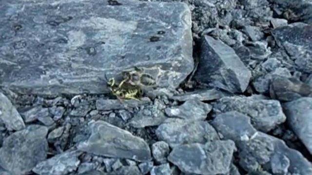 Бой пчелы и осы смотреть онлайн