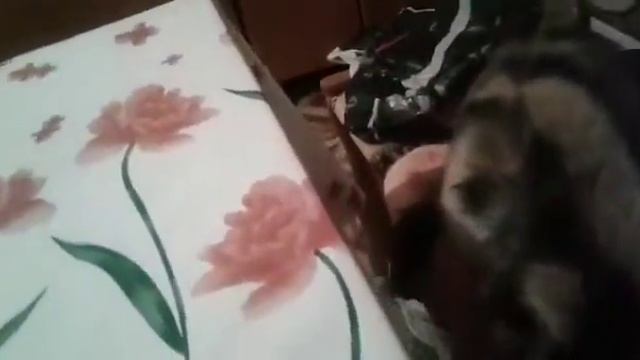 Джульетта Алик Марик Шарик смотреть онлайн