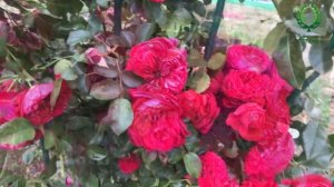 Флорентина / Florentina -удивительная плетистая роза. Питомник ? и ? Е. Иващенко