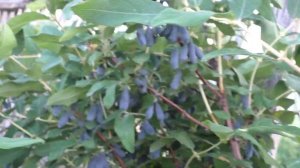 МОРЕНА необыкновенно вкусный сорт жимолости