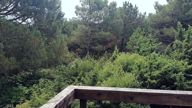 Розолина Маре. Прибрежный ботанический сад / Rosolina del Mare. Giardino botanico litoraneo. смотреть онлайн