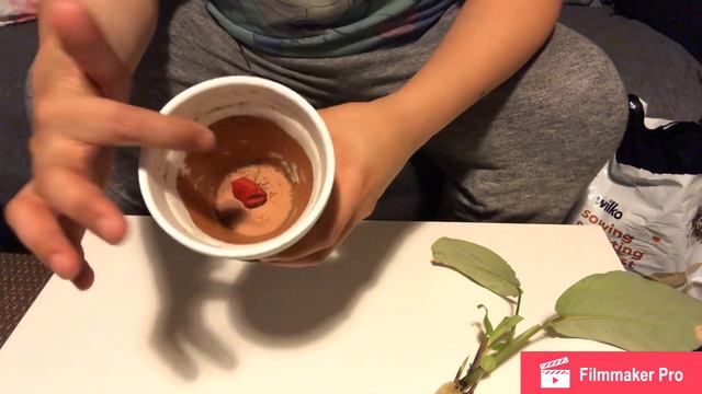 Update: Maranta Prayer Plant: 50days