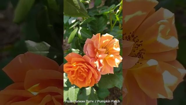 Роза Пампкин Патч /Pumpkin Patch /Роза МарИ КюрИ /Marie Curie смотреть онлайн