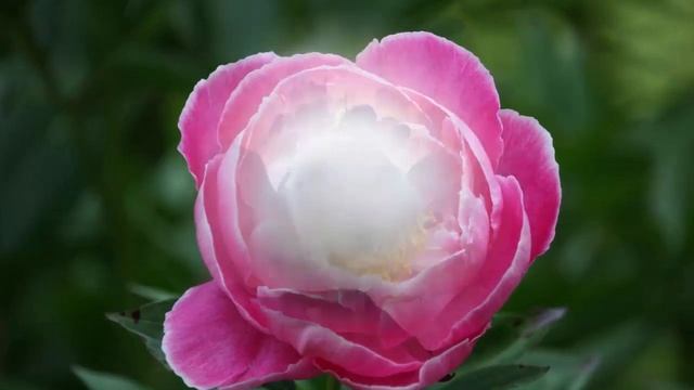 ПИОН – не просто цветок. Польза и вред пиона.