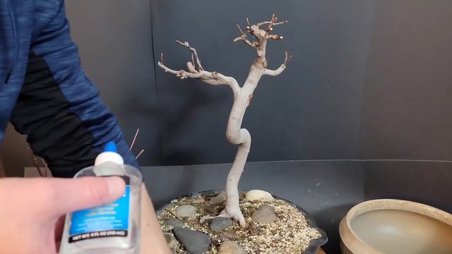 Silver Maple Bonsai смотреть онлайн