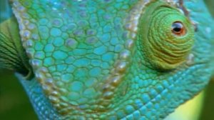 20  Зеленая игуана Игби