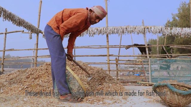 DRY FISH | JOYDEB GIRI-2019 | GIRIJOY FILMS PRESENT. смотреть онлайн