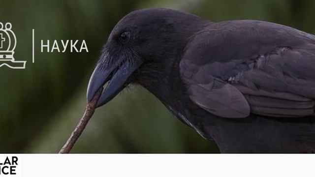 Самые умные животные мира (Popular Science) смотреть онлайн