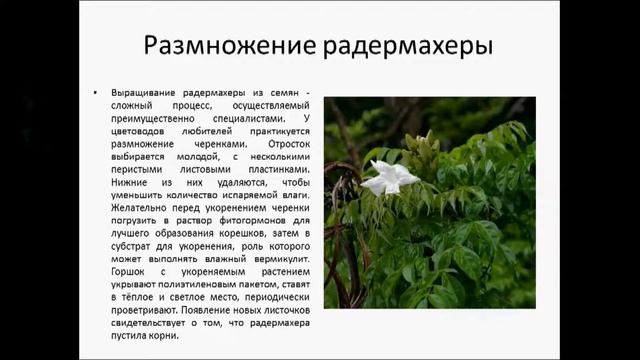 РАДЕРМАХЕРА