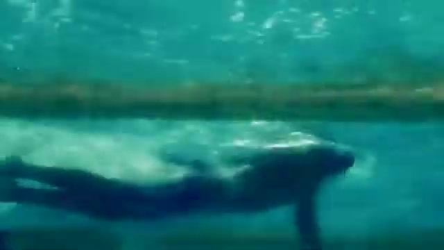 Cobra Ultra Emotional Video смотреть онлайн