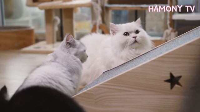 간식을 달라고 종알종알 떠드는 고양이가족! 간식을 드리지요~ 맛있게 드세요!! | 먼치킨 숏레그 고양이 가족 - Munchkin short-legged cat family смотреть онлайн