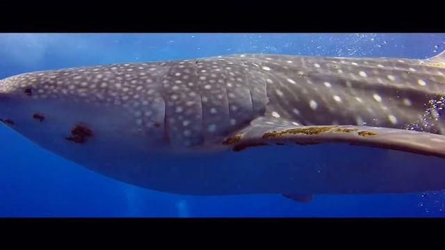 Tubbataha Reefs Natural Park 2018 смотреть онлайн