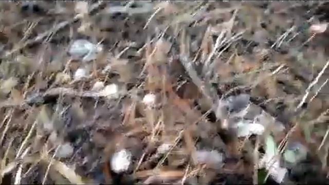 SETAS 2021 2020 Al lado del mar en algún lugar de ... ??? смотреть онлайн