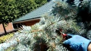 Снижение высоты ели: удаление верхушки и обрезка на конусовидную крону