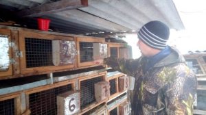 ??Кролики породы бабочка.Окролы