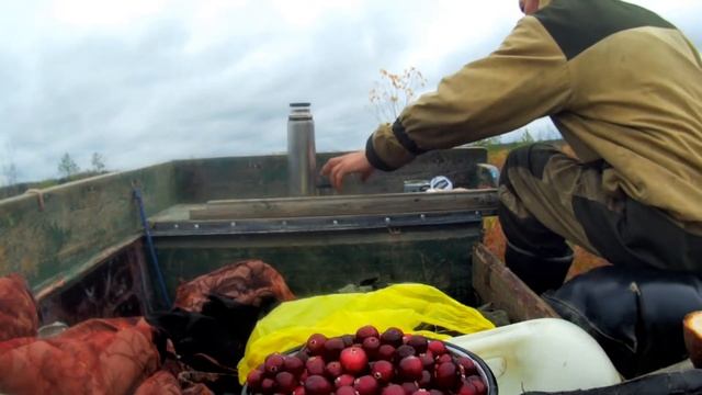 Сбор клюквы,перекус на болоте. смотреть онлайн