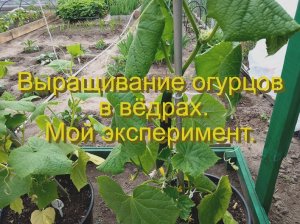 Выращивание огурцов в ведрах. Мой эксперимент.