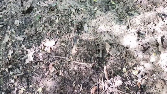 Пшеница рулит. Ловлю сазана на разные насадки. День 1 смотреть онлайн