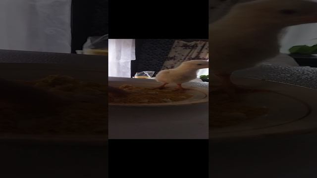 парашутист