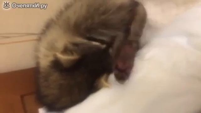 енот спит смотреть онлайн