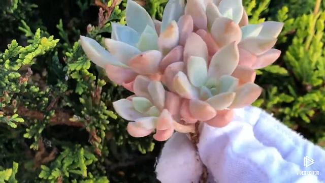 Echeveria Pretty in Pink смотреть онлайн