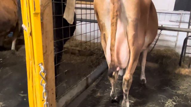 Усы, лапы и хвост, вот мои документы! Коровий хвост . смотреть онлайн