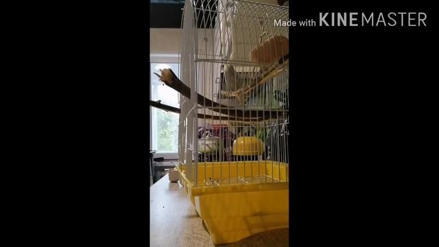 ❤️Уборка в клетке у крысы и попугаев ❤️ смотреть онлайн