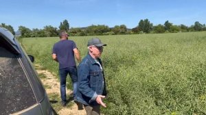 Чем лучше сеять рапс - дисковыми или анкерными сеялками? | No-till в Словакии