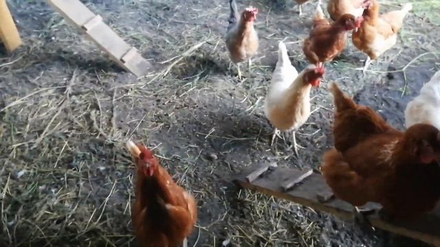 ПРО ЛЯГУШКУ ВО ДВОРЕ КУР И КОТОВ смотреть онлайн