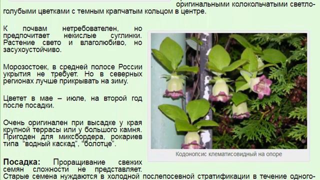 Кодонопсис клематисовидный (Codonopsis clematidea) смотреть онлайн