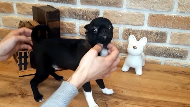 Мальчик короткошерстный чихуахуа в поиске семьи. Питомник чихуахуа Беларусь JudiTeilor FCI смотреть онлайн