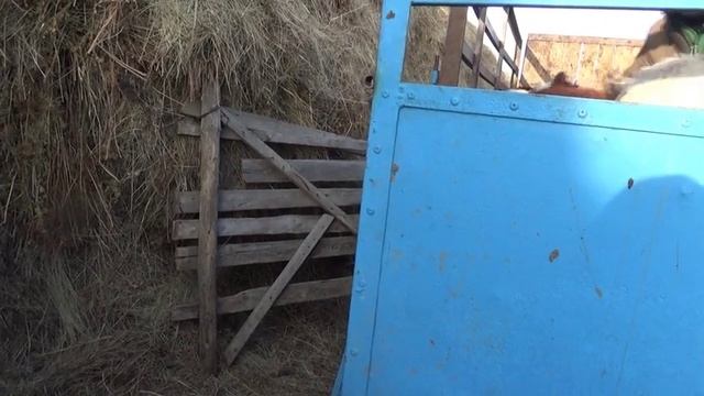 Привезли очередную партию телят сразу метим. смотреть онлайн