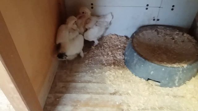 ГОЛУБЯТАМ ДВЕ НЕДЕЛИ, JUNGTAUBEN ZWEI WOCHEN ALT смотреть онлайн