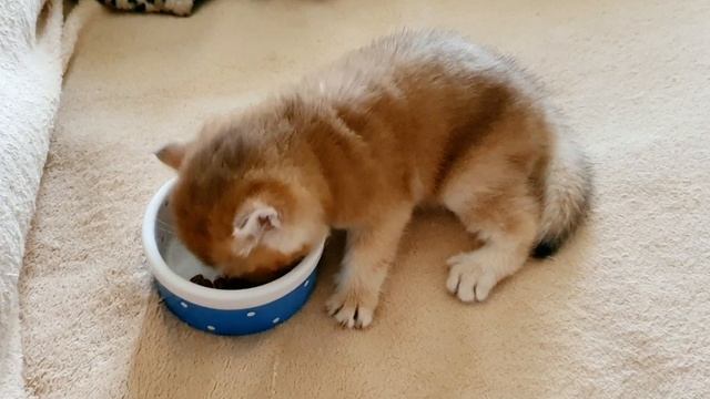 Британский котенок золотая шиншилла пробует сухой корм смотреть онлайн