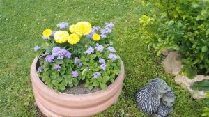 Обзор дачного участка