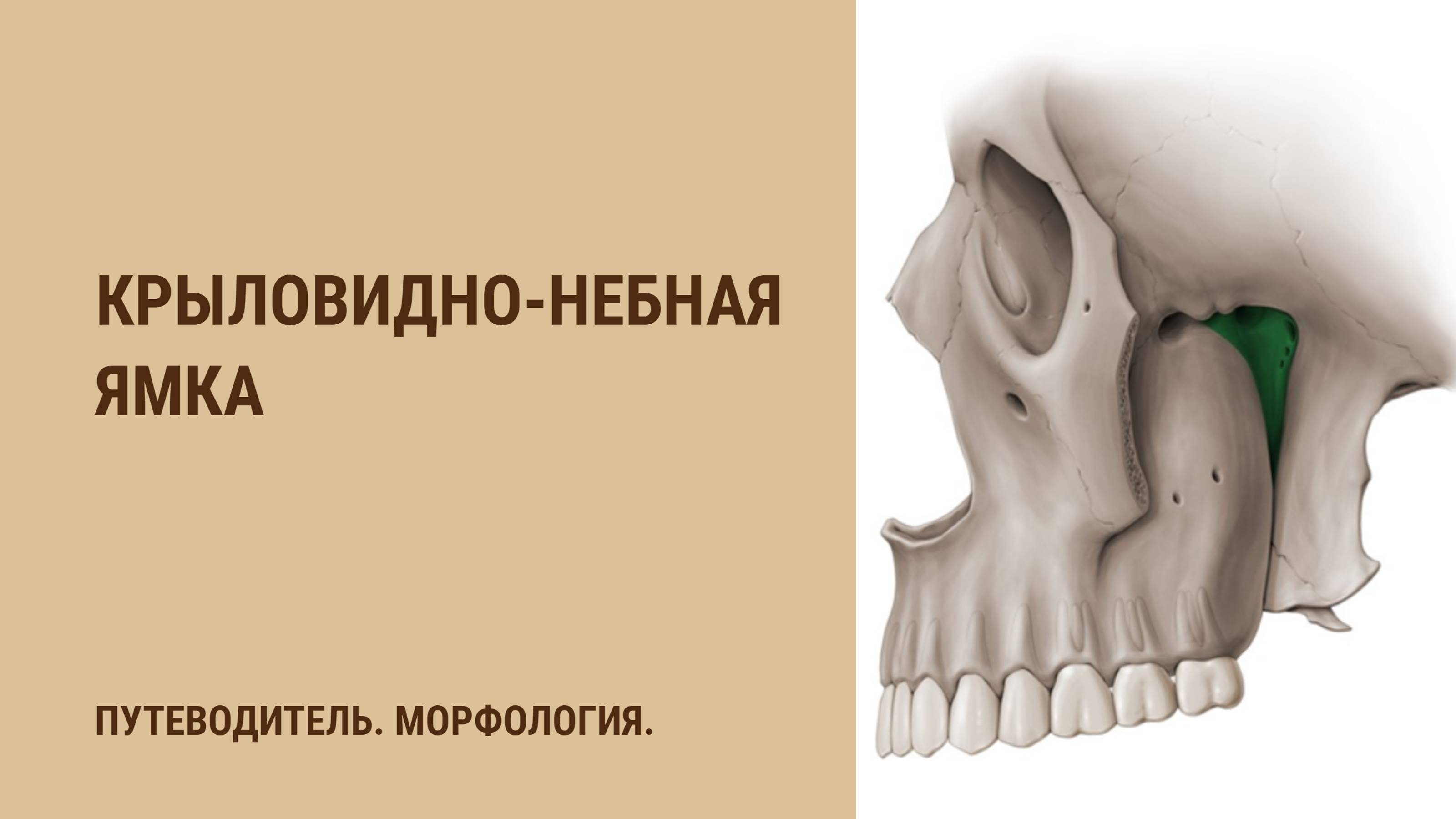 Крыловидно-небная ямка смотреть онлайн