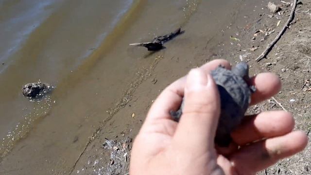 ОТКУДА СВИНЬИ В СТЕПИ?АСТРАХАНЬ, РЫБАЛКА ДЛЯ ДУШИ!! смотреть онлайн