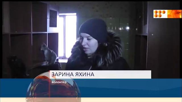 Приют для кошек смотреть онлайн