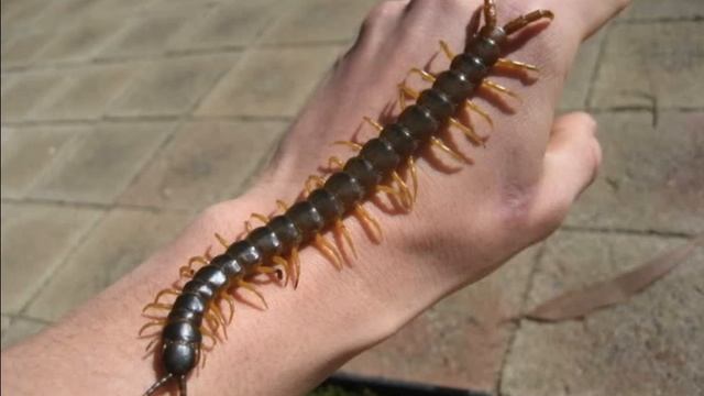 Worlds Top Big Giant Centipede - Scolopendra gigantea смотреть онлайн